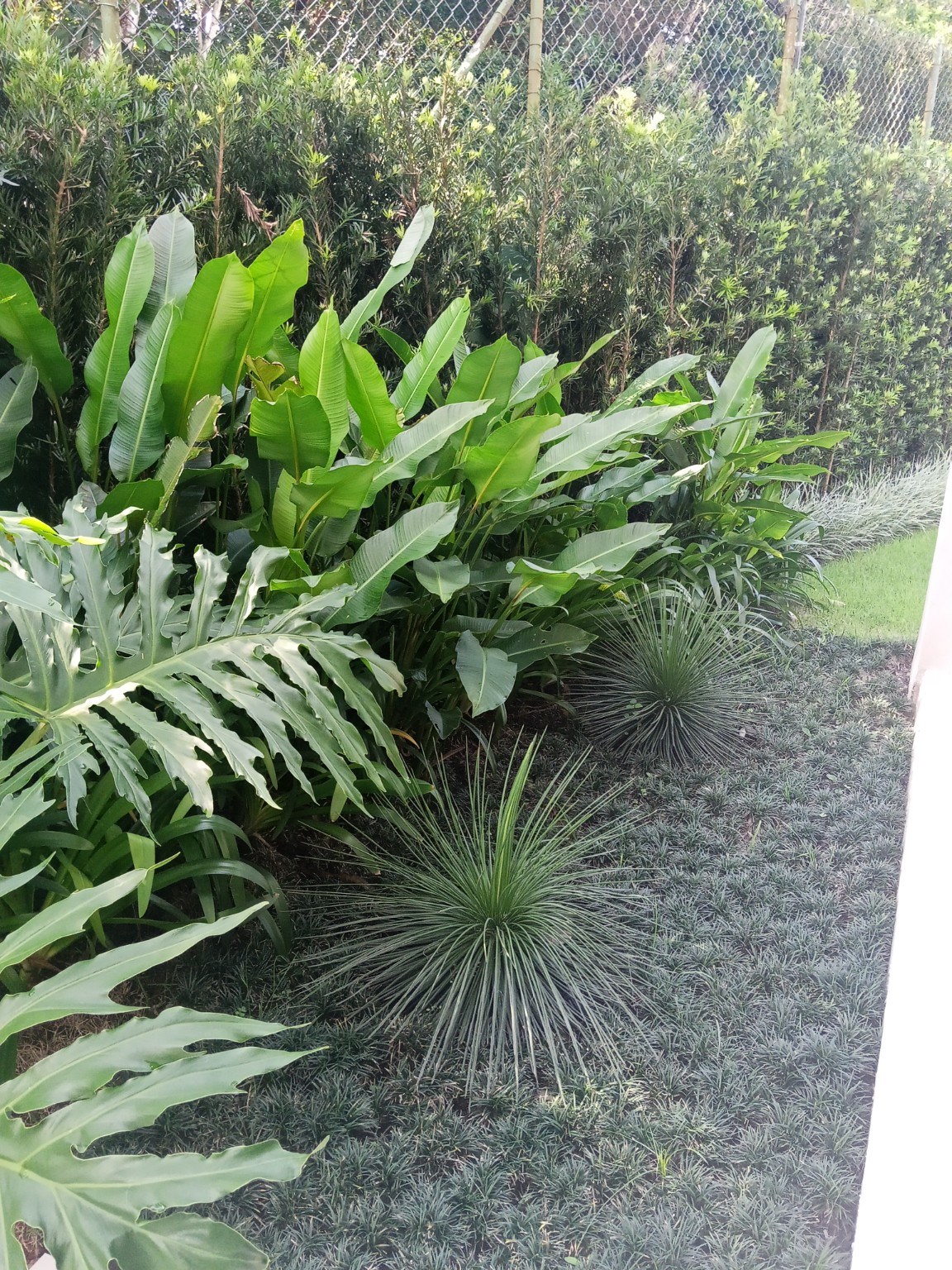Composição tropical com folhagens no Hanga Roa Módulo 2