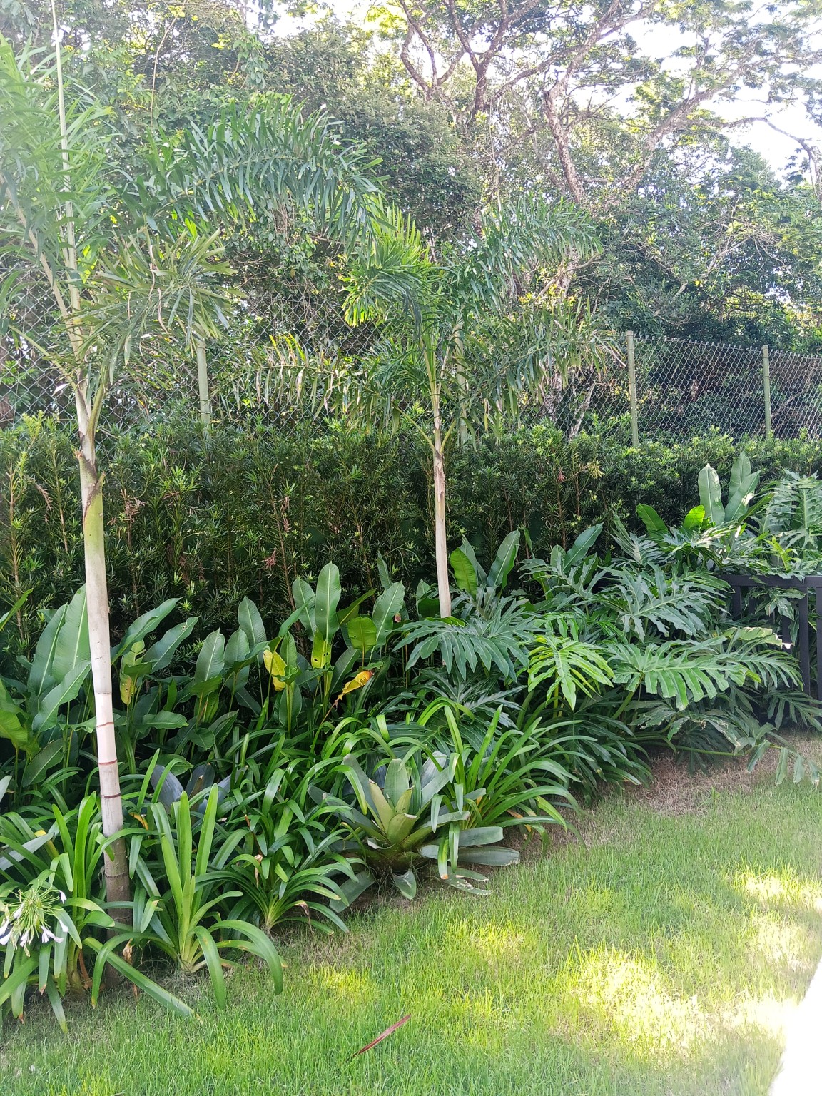 Palmeiras e filodendros no jardim do Hanga Roa Módulo 2