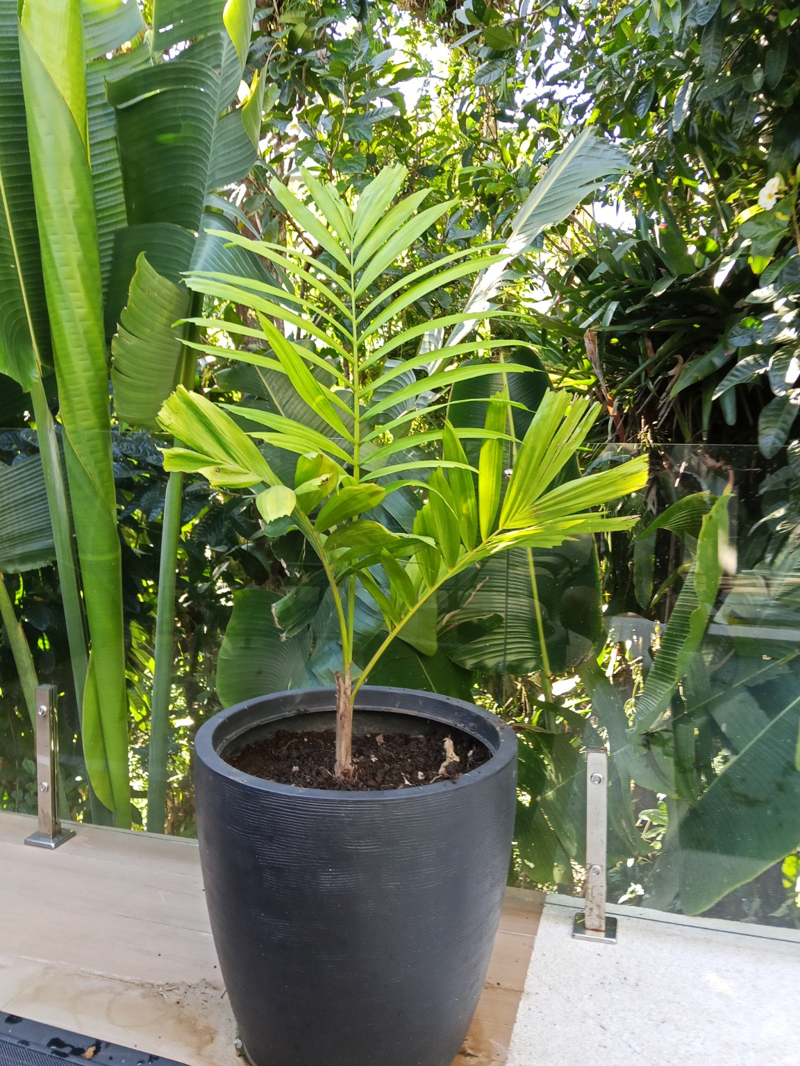 Planta ornamental em vaso no projeto