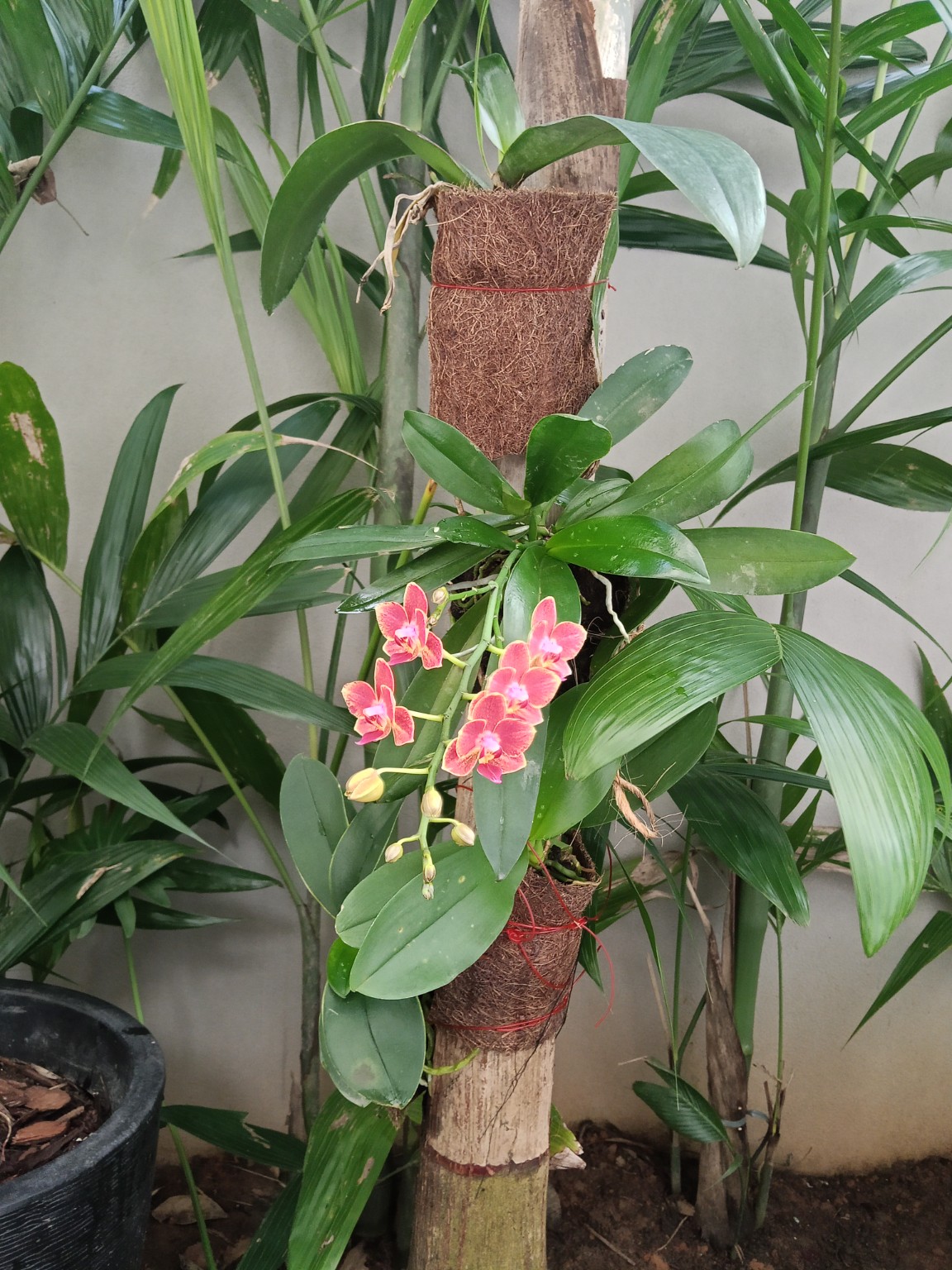 Orquídea integrada ao paisagismo