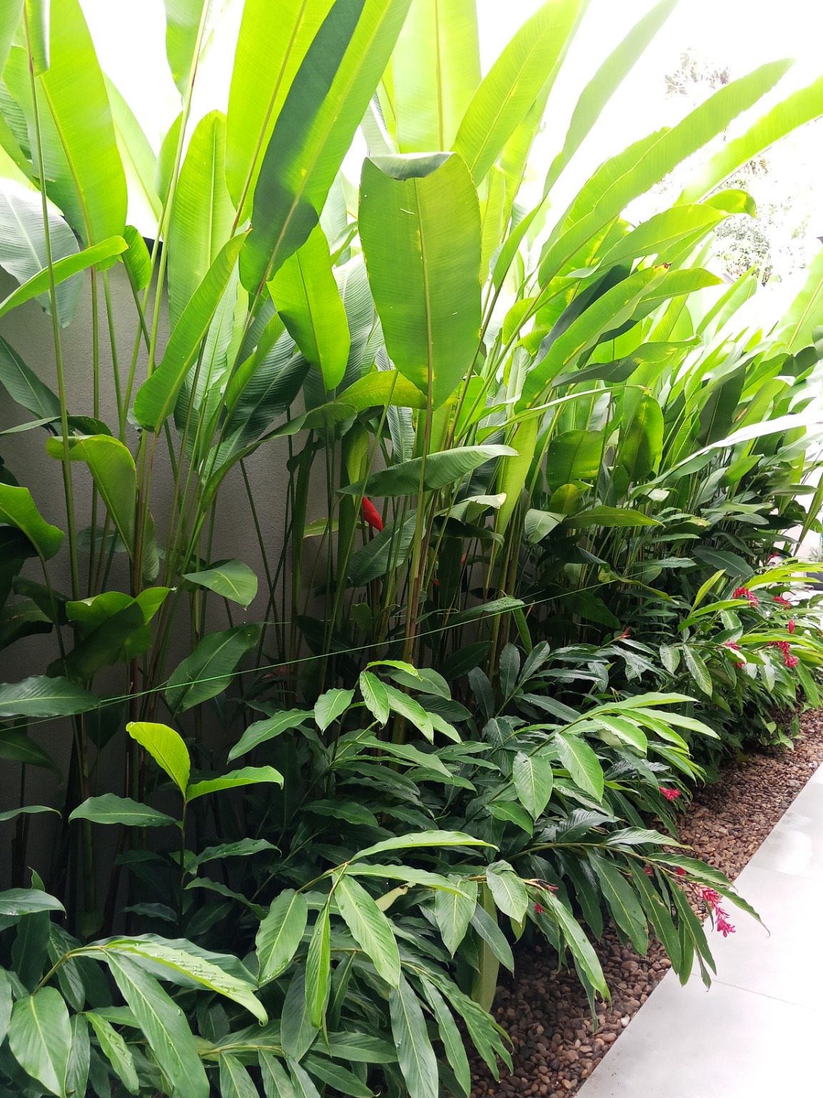 Composição de folhagens tropicais no projeto